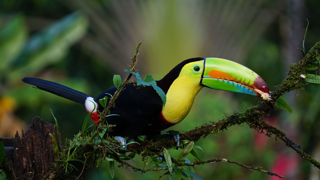 Toucan Bird in the Rainforest